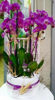 Seramik vazoda 4 dall mor lila orkide  Erzincan iek gnderme 