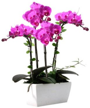 Seramik vazo ierisinde 4 dall mor orkide  Erzincan iek servisi , ieki adresleri 