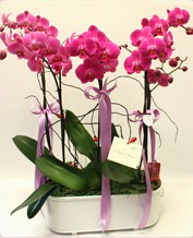 Beyaz seramik ierisinde 4 dall orkide  Erzincan kaliteli taze ve ucuz iekler 