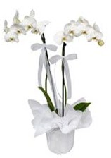 2 dall beyaz orkide  Erzincan iek siparii vermek 