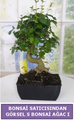 S dal erilii bonsai japon aac  Erzincan iek servisi , ieki adresleri 