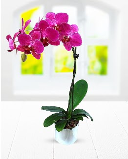 Tek dall mor orkide  Erzincan iek servisi , ieki adresleri 