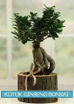Ktk aa ierisinde ginseng bonsai  Erzincan 14 ubat sevgililer gn iek 