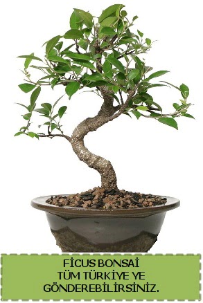 Ficus bonsai  Erzincan 14 ubat sevgililer gn iek 