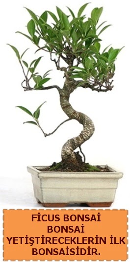 Ficus bonsai 15 ile 25 cm arasndadr  Erzincan anneler gn iek yolla 