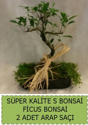 Ficus S Bonsai ve arap saçı  Erzincan çiçek online çiçek siparişi 