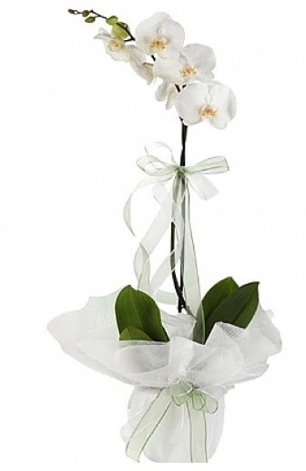 Tekli Beyaz Orkide  Erzincan gvenli kaliteli hzl iek 