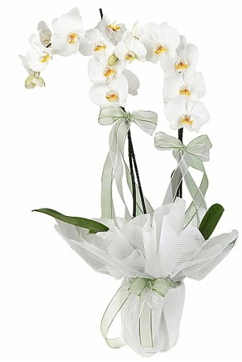 ift Dall Beyaz Orkide  Erzincan hediye iek yolla 