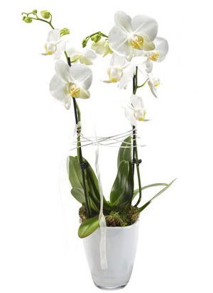 2 dall beyaz seramik beyaz orkide sakss  Erzincan 14 ubat sevgililer gn iek 
