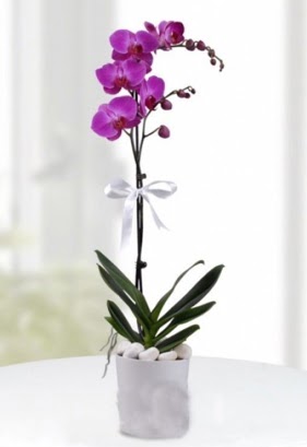 Tek dall saksda mor orkide iei  Erzincan nternetten iek siparii 
