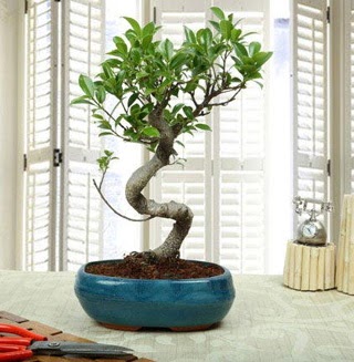 Amazing Bonsai Ficus S thal  Erzincan iek gnderme sitemiz gvenlidir 