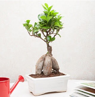 Exotic Ficus Bonsai ginseng  Erzincan internetten iek sat 