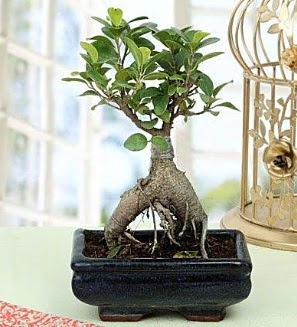 Appealing Ficus Ginseng Bonsai  Erzincan hediye iek yolla 