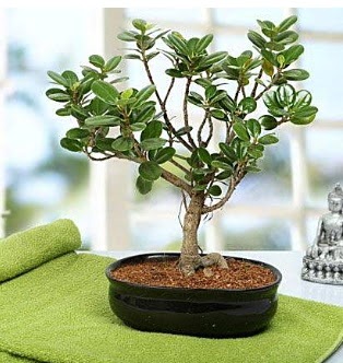 Lovely Ficus Iceland Bonsai  Erzincan hediye iek yolla 
