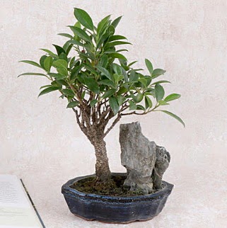 Japon aac Evergreen Ficus Bonsai  Erzincan 14 ubat sevgililer gn iek 