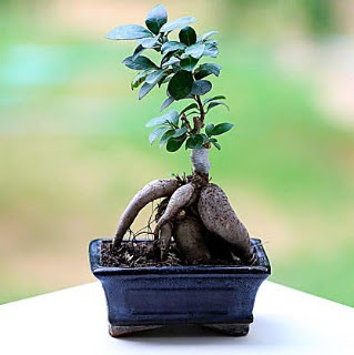 Marvellous Ficus Microcarpa ginseng bonsai  Erzincan iek yolla 
