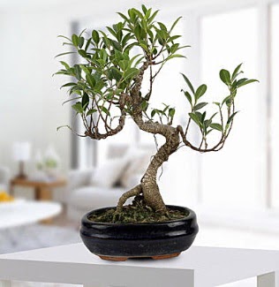 Gorgeous Ficus S shaped japon bonsai  Erzincan online iek gnderme sipari 