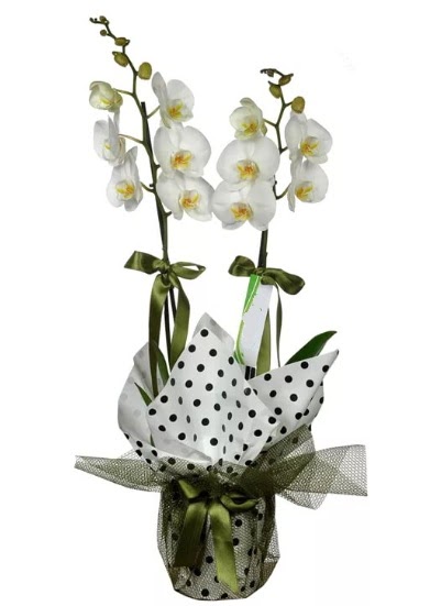 ift Dall Beyaz Orkide  Erzincan ucuz iek gnder 