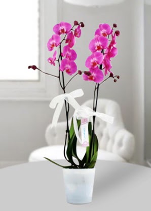 Çift dallı mor orkide  Erzincan İnternetten çiçek siparişi 