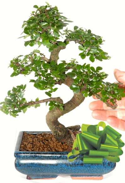 Yaklak 25 cm boyutlarnda S bonsai  Erzincan online ieki , iek siparii 