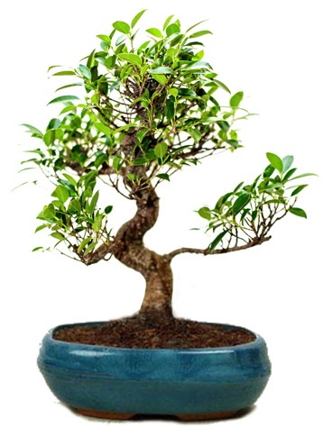 25 cm ile 30 cm aralığında Ficus S bonsai  Erzincan 14 şubat sevgililer günü çiçek 