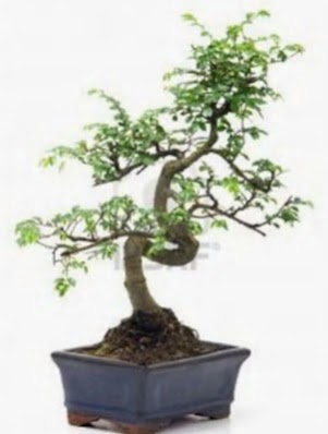 S gvde bonsai minyatr aa japon aac  Erzincan iek servisi , ieki adresleri 
