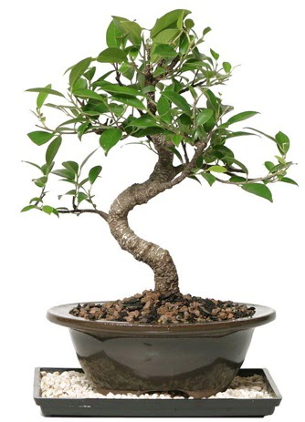 Altn kalite Ficus S bonsai  Erzincan iek online iek siparii  Sper Kalite