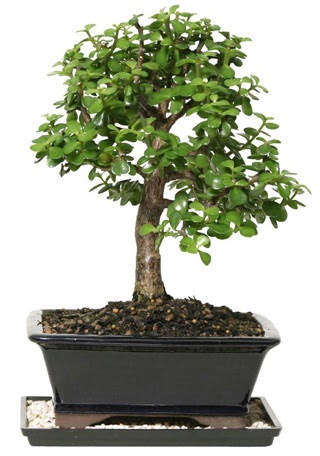 15 cm civar Zerkova bonsai bitkisi  Erzincan online ieki , iek siparii 
