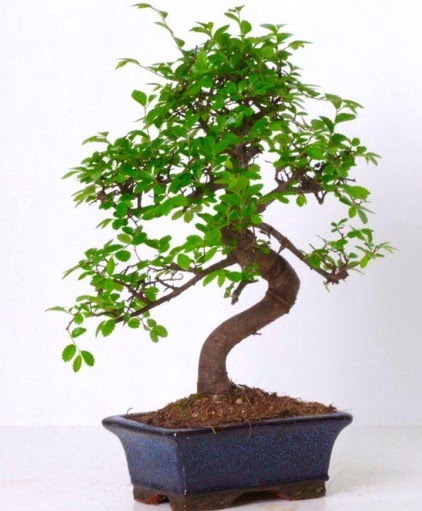 S gvdeli bonsai minyatr aa japon aac  Erzincan 14 ubat sevgililer gn iek 
