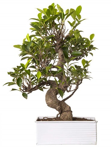 Exotic Green S Gvde 6 Year Ficus Bonsai  Erzincan 14 ubat sevgililer gn iek 
