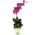 Yapay Phalonepsis Mor   Erzincan online çiçek gönderme sipariş 