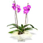  Erzincan çiçek servisi , çiçekçi adresleri  Cam yada mika vazo içerisinde  1 kök orkide
