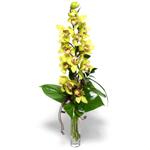  Erzincan uluslararası çiçek gönderme  cam vazo içerisinde tek dal canli orkide