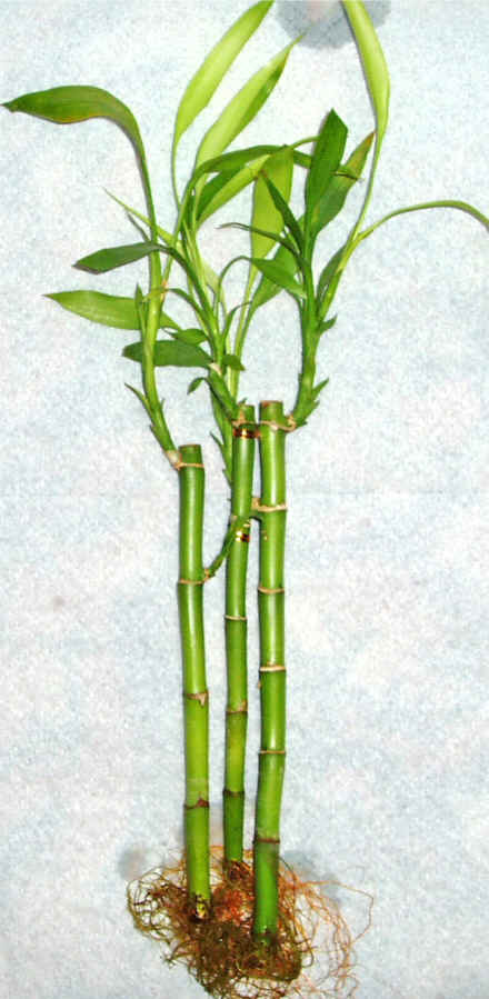 Lucky Bamboo 3 adet vazo hediye edilir   Erzincan ieki telefonlar 