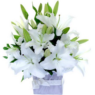  Erzincan anneler günü çiçek yolla  2 dal cazablanca vazo çiçeği