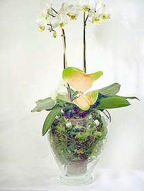  Erzincan çiçek servisi , çiçekçi adresleri  Cam yada mika vazoda özel orkideler