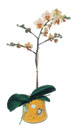  Erzincan çiçek gönderme  Phalaenopsis Orkide ithal kalite