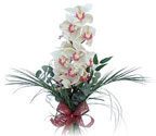  Erzincan online çiçekçi , çiçek siparişi  Dal orkide ithal iyi kalite