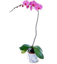  Erzincan çiçek satışı  Orkide ithal kaliteli orkide 
