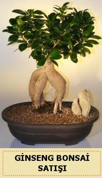 İthal Ginseng bonsai satışı japon ağacı  Erzincan online çiçekçi , çiçek siparişi 