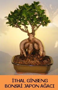 İthal japon ağacı ginseng bonsai satışı  Erzincan uluslararası çiçek gönderme 