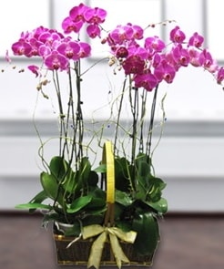 7 dallı mor lila orkide  Erzincan 14 şubat sevgililer günü çiçek 