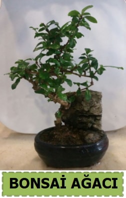 Bonsai ağacı japon ağacı satışı  Erzincan güvenli kaliteli hızlı çiçek 