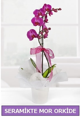 Seramik içerisinde birinci kalite tek dallı mor orkide  Erzincan uluslararası çiçek gönderme 