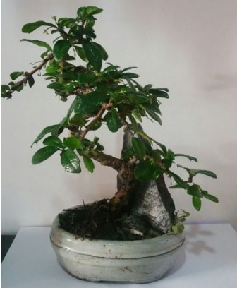 S şeklinde ithal bonsai ağacı  Erzincan anneler günü çiçek yolla 