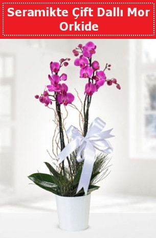 Seramikte Çift Dallı Mor Orkide  Erzincan hediye çiçek yolla 