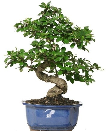 21 ile 25 cm arası özel S bonsai japon ağacı  Erzincan çiçek online çiçek siparişi 
