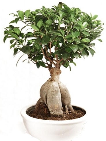 Ginseng bonsai japon ağacı ficus ginseng  Erzincan uluslararası çiçek gönderme 